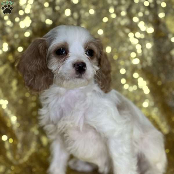 Dorothy, Cavapoo Puppy